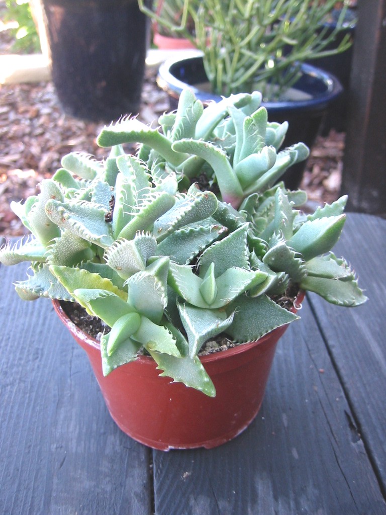 Faucaria tigrina